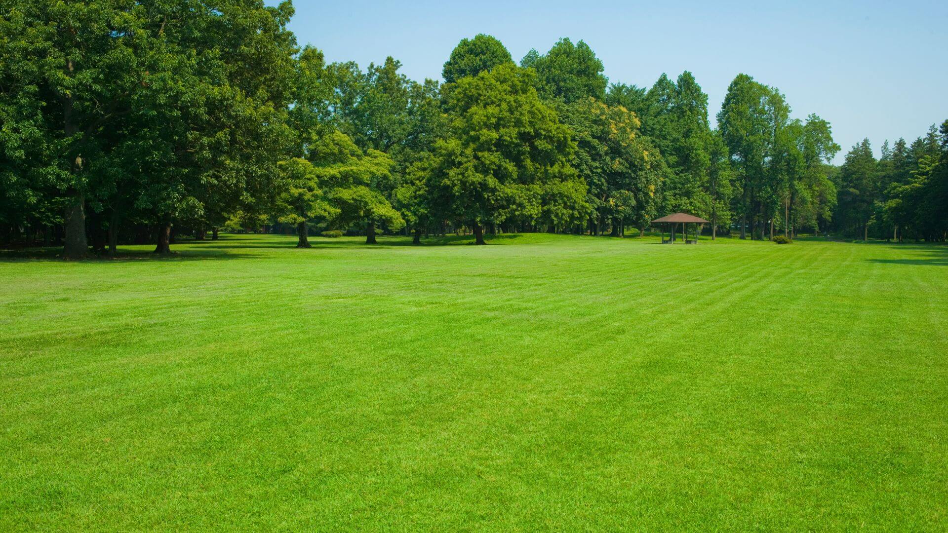 Lawn Care Services